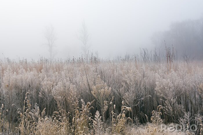Canvas Frosted, Autumn Tall Grass Prairie in Fog, Fort Custer State Park