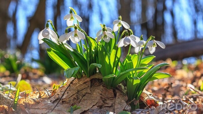 Canvas Galanthus nivalis or common snowdrop - blooming white flowers in early spring in the forest, closeup