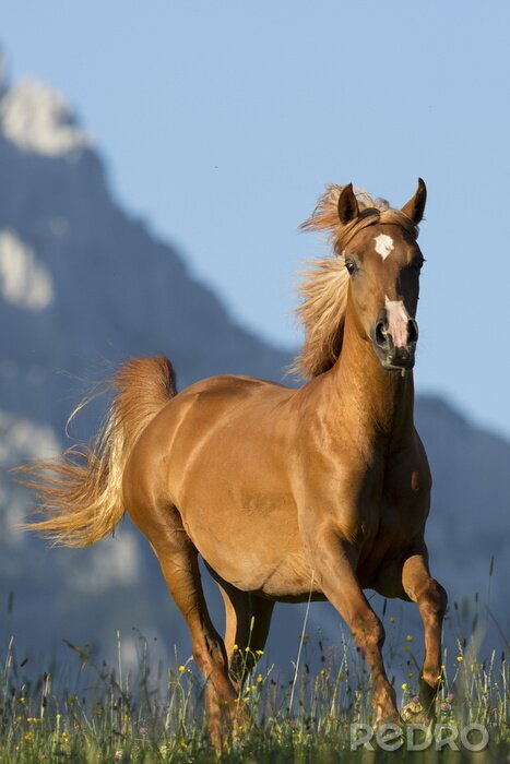 Canvas Galopperend paard tussen het groen