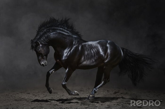 Canvas galopperend zwart paard