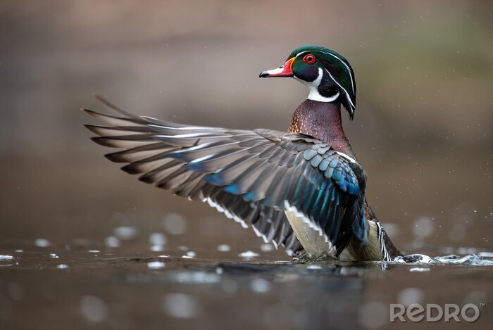Canvas Ganzenvogel op het water