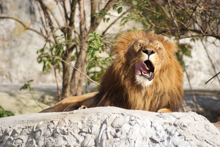 Canvas Gapende leeuw