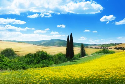 Canvas gebied van gele bloemen Toscane, Italië