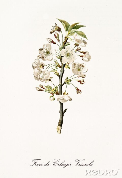 Canvas Geïllustreerde aard van kersenbloesems