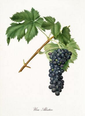 Geïllustreerde natuurdruif op een takje