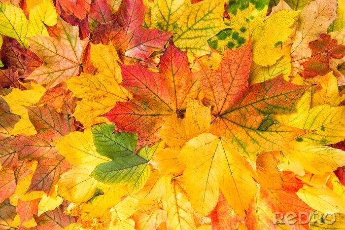 Canvas Gekleurde herfstbladeren
