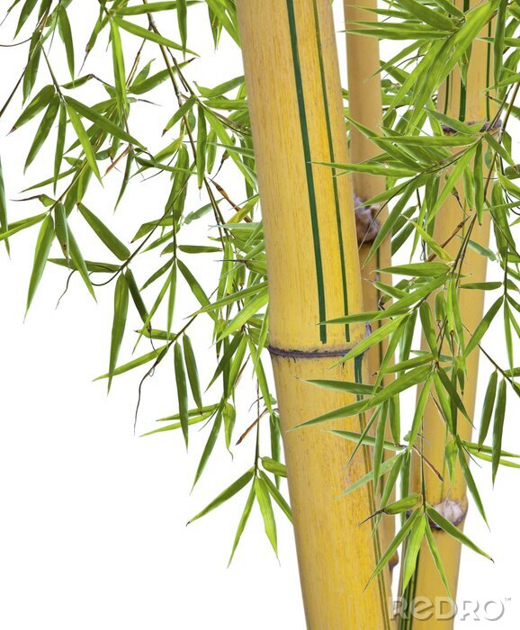 Canvas Gele bamboe met groene bladeren