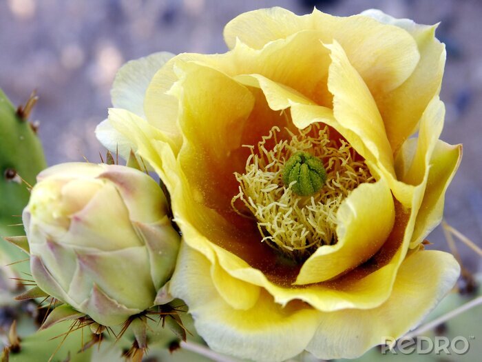 Canvas gele beavertail cactus bloem close-up
