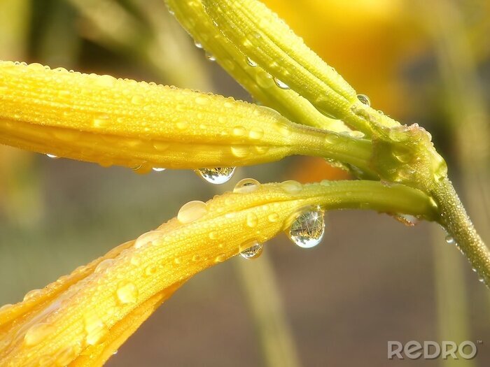 Canvas Gele bloem met waterdruppels