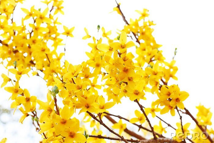 Canvas Gele forsythia als natuur