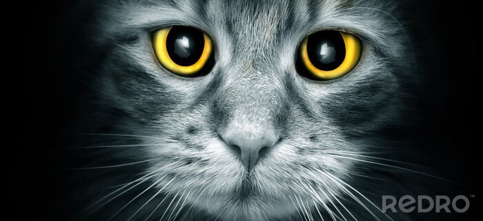 Canvas Gele ogen van een kat