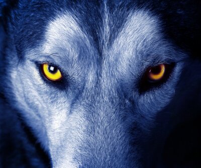 Gele ogen van een wolf