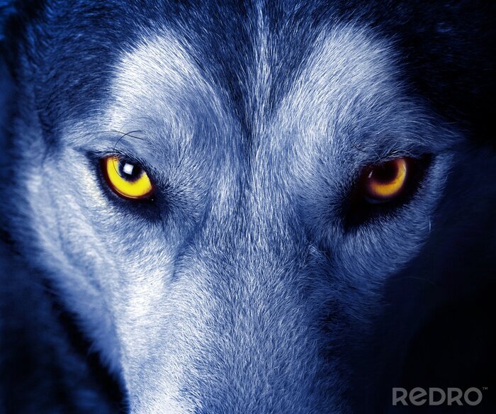 Canvas Gele ogen van een wolf