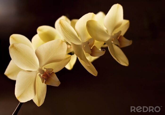 Canvas gele orchidee bloemen