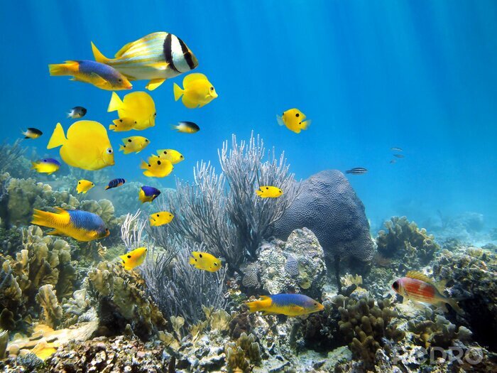 Canvas Gele vissen tussen onderwaterrotsen