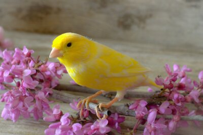 Canvas Gele vogel en roze bloemen