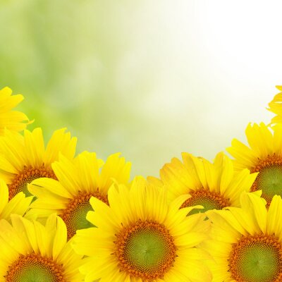Canvas Gele zonnebloemen op de foto