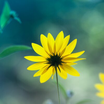 Canvas Gele zonnehoed (Echinacea paradoxa)