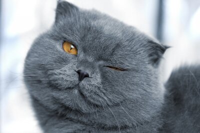 Canvas Gelukkig grijze huiskat