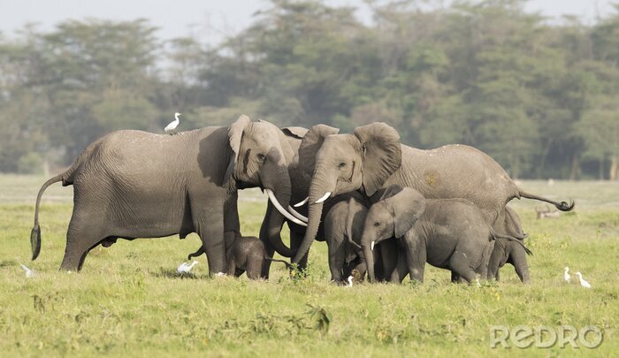 Canvas Gelukkige olifanten