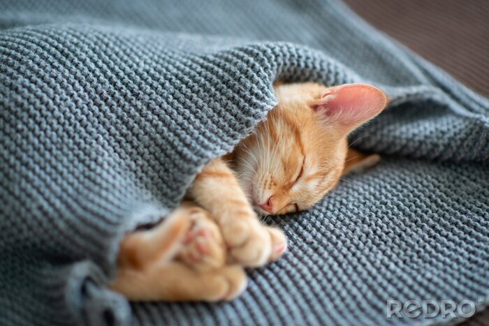 Canvas Gember kitten gewikkeld in een dekentje