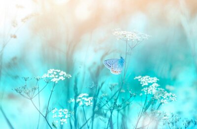 Canvas Gentle natural background in pastel colors with a soft focus of blue and beige shades. Flowering plant white umbellate inflorescences of wild meadow grass and butterfly in spring in nature macro.