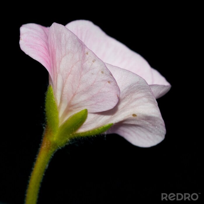 Canvas Geranium
