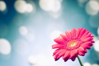 Canvas gerbera bloem op glanzende bokeh achtergrond