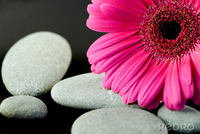 Canvas Gerberablüte met kiezels