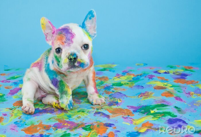 Canvas Geschilderde kleurrijke hond