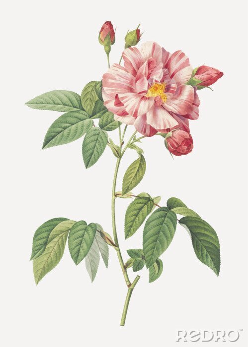 Canvas Gesloten rozen voor de bloei