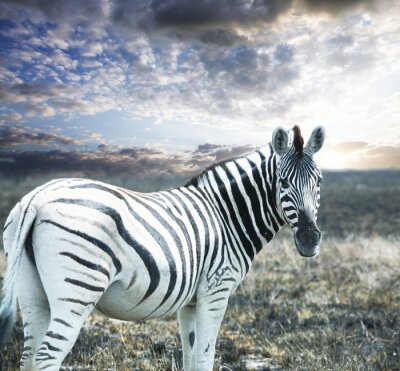 Gestreept zebra dier