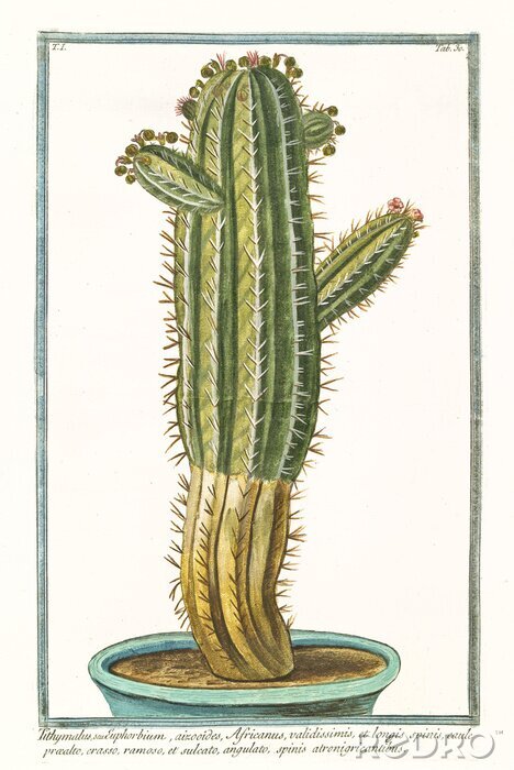Canvas Getekende cactus in een pot