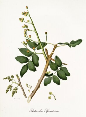 Getekende tak van pistache met vruchten