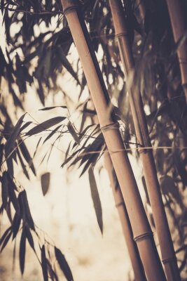 Getinte foto van een bamboeplant