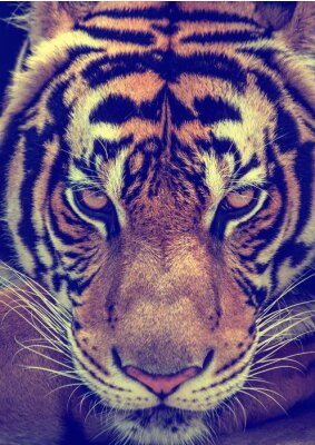 Gevaarlijke tijger close-up
