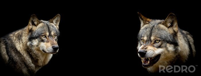 Canvas Gevaarlijke wolven op een zwarte achtergrond