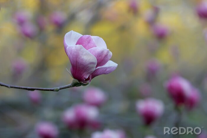 Canvas Gevoelige roze magnolia bloem op een onscherpe achtergrond