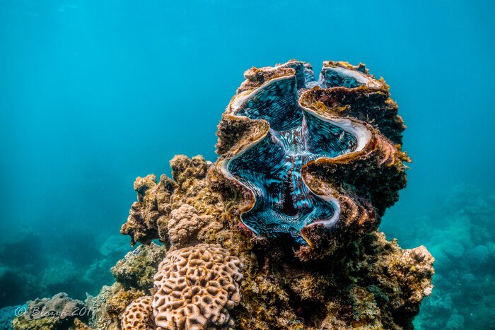 Canvas Giant clam resting among colorful coral reef