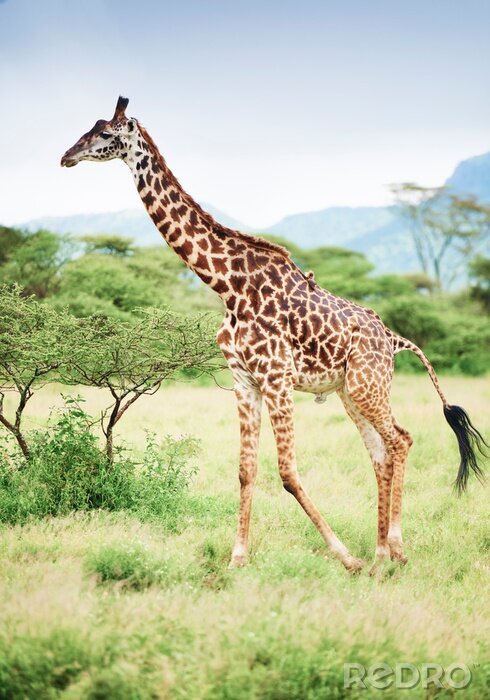 Canvas Giraf in Afrika