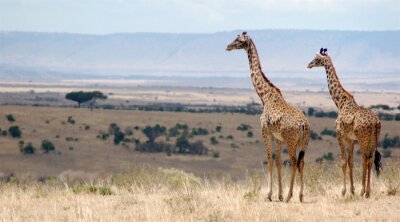 Canvas Giraf in de savanne