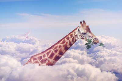 Canvas Giraf in de wolken