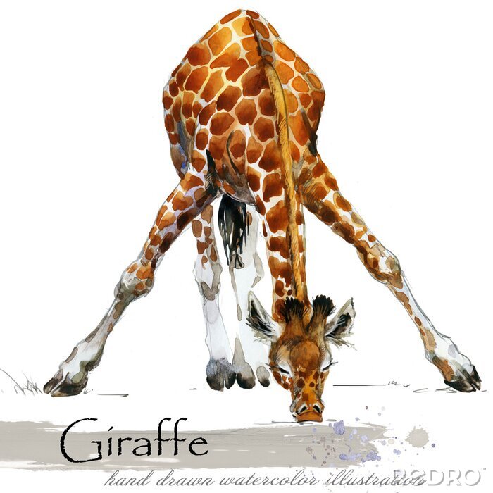Canvas Giraf lange benen