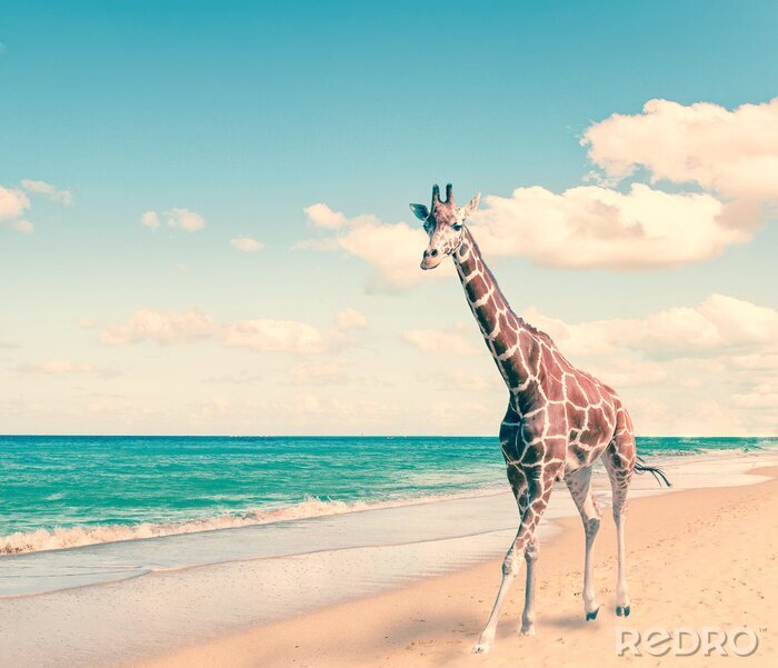 Canvas Giraf op het strand