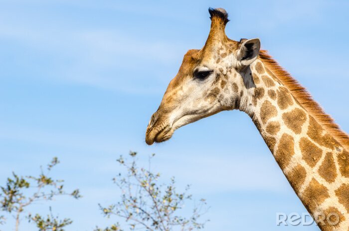 Canvas Giraffa, safari, Krugerpark - Sudafrica