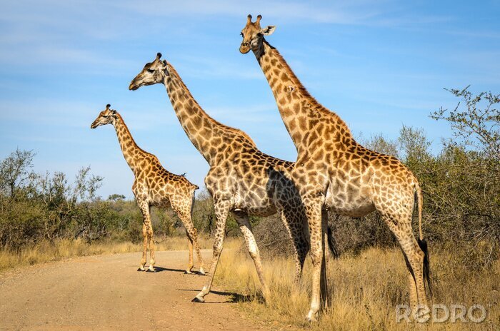 Canvas Giraffe - Kruger park - Sudafrica