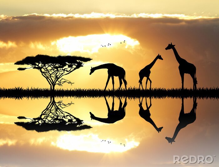 Canvas giraffe silhouet bij zonsondergang
