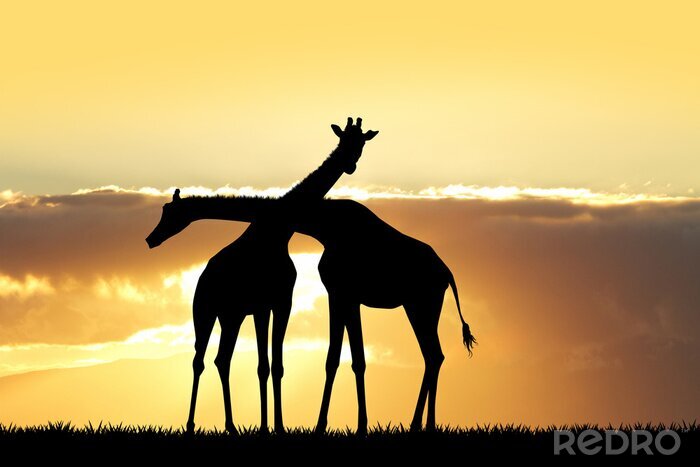 Canvas giraffe silhouet bij zonsondergang
