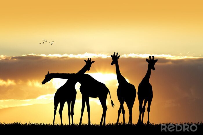 Canvas giraffe silhouet bij zonsondergang