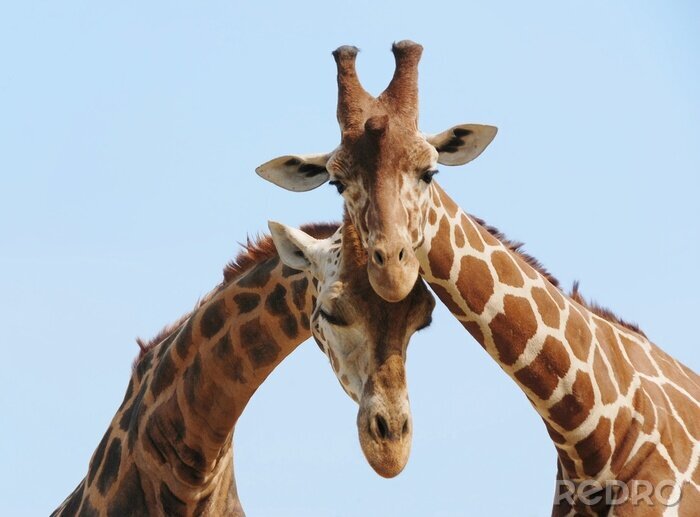 Canvas Giraffen knuffelen tegen de lucht